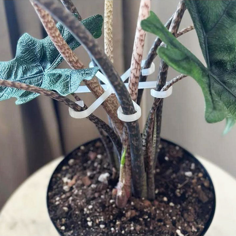 Plantestammestøtte (4 stk.)