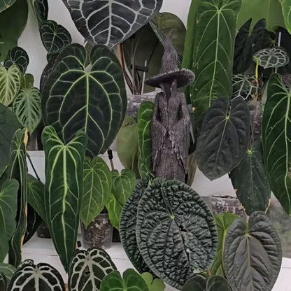 🧙‍♀️Hjemmets vokter | Den fortryllende heksestatuen