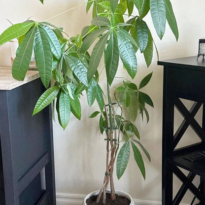 Plantestammestøtte (4 stk.)